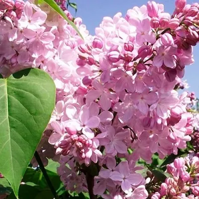 Сирень АДЕЛИНА  Сирень АДЕЛИНА в Реутове