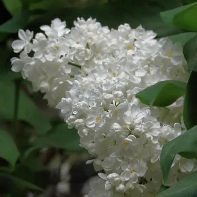 Сирень РУССКИЙ СЕВЕР  Сирень РУССКИЙ СЕВЕР в Реутове