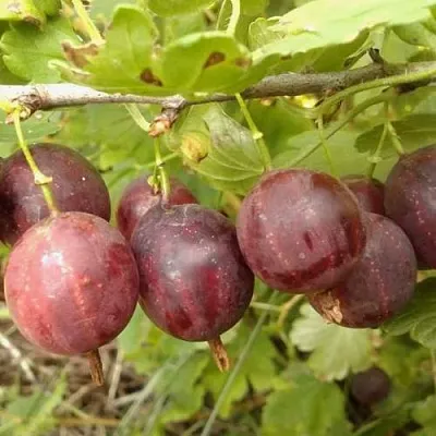 Крыжовник СМЕНА  Крыжовник СМЕНА в Реутове