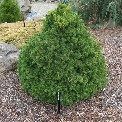 Ель ТОМПА обыкновенная  Ель ТОМПА обыкновенная в Реутове