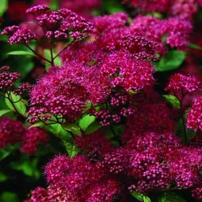 Спирея АНТОНИ ВАТЕРЕР японская в Реутове