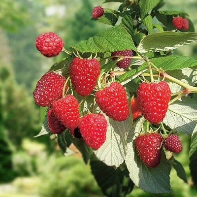 Малина РУБИФОЛ  Малина РУБИФОЛ в Реутове