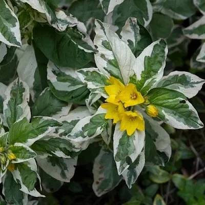 Вербейник АЛЕКСАНДР точечный в Реутове