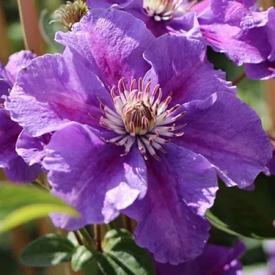 Клематис АШВА  Клематис АШВА в Реутове