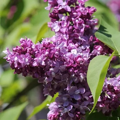 Сирень ИЗОБИЛИЕ  Сирень ИЗОБИЛИЕ в Реутове