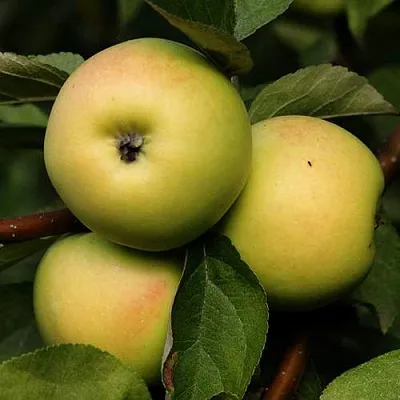 Яблоня ДАНИЛА  Яблоня ДАНИЛА в Реутове