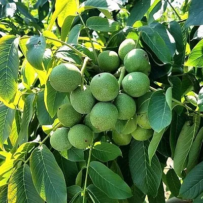 Грецкий орех  ИЗЯЩНЫЙ  Грецкий орех  ИЗЯЩНЫЙ в Реутове