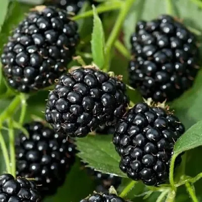 Ежевика ТРИПЛ КРАУН бесшипная  Ежевика ТРИПЛ КРАУН бесшипная в Реутове