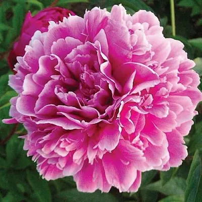 Пион ПУРПУРНАЯ ФЕЕРИЯ травянистый  Пион ПУРПУРНАЯ ФЕЕРИЯ травянистый в Реутове