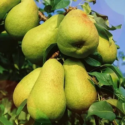 Груша НЕЖНОСТЬ колонновидная	 в Реутове