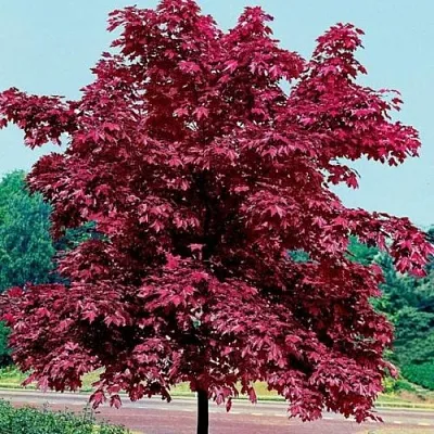 Клен КРИМСОН КИНГ остролистный  Клен КРИМСОН КИНГ остролистный в Реутове