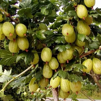 Крыжовник ИНВИКТА  Крыжовник ИНВИКТА в Реутове