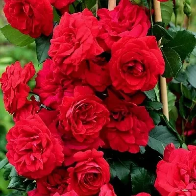 Саженцы роз АМАДЕУС плетистая  Саженцы роз АМАДЕУС плетистая в Реутове