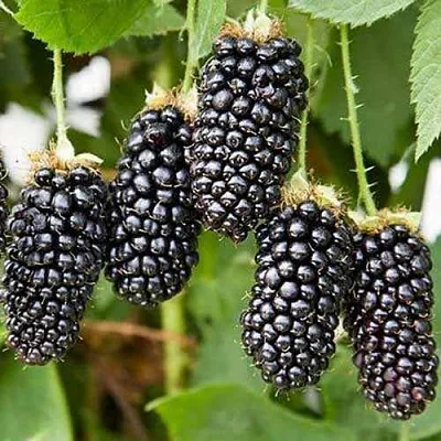 Ежевика КАРАКА БЛЭК  Ежевика КАРАКА БЛЭК в Реутове