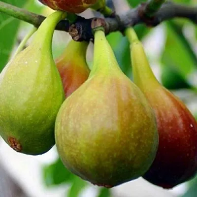 Инжир ДАЛМАТСКИЙ  Инжир ДАЛМАТСКИЙ в Реутове