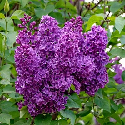 Сирень СУМЕРКИ  Сирень СУМЕРКИ в Реутове