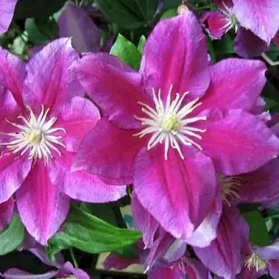 Клематис ХАНИЯ  Клематис ХАНИЯ в Реутове