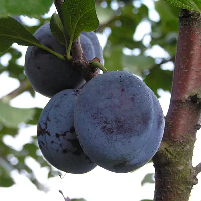 Слива ВЕНГЕРКА БЕЛОРУССКАЯ  Слива ВЕНГЕРКА БЕЛОРУССКАЯ в Реутове