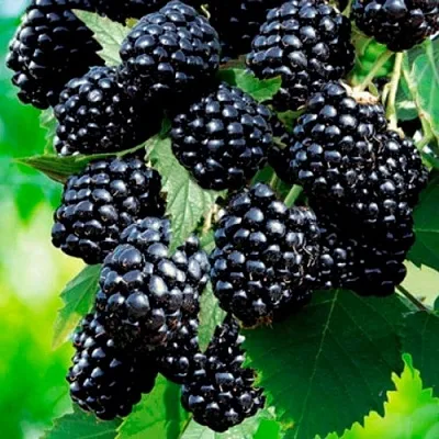 Ежевика ЛОХТЕЙ бесшипная  Ежевика ЛОХТЕЙ бесшипная в Реутове