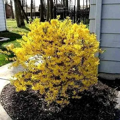 Форзиция ЛЕДНОГОРА промежуточная  Форзиция ЛЕДНОГОРА промежуточная в Реутове