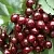 Черешня СИЛЬВИЯ колоновидная в Реутове