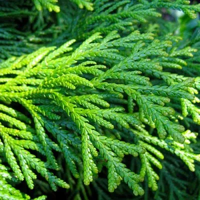 Туевик  Туевик в Реутове