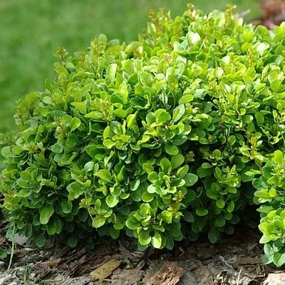 Барбарис КОБОЛЬД тунберга  Барбарис КОБОЛЬД тунберга в Реутове