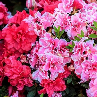 Декоративные растения в Реутове