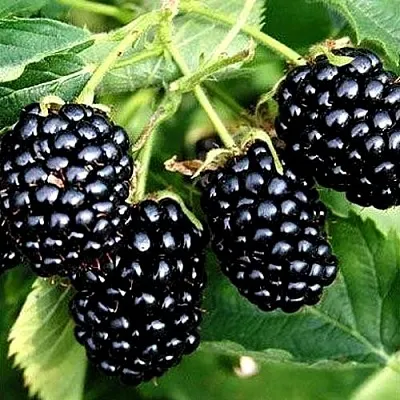 Ежевика ПРАЙМ АРК ТРЕВЕЛЕР ремонтантная  Ежевика ПРАЙМ АРК ТРЕВЕЛЕР ремонтантная в Реутове