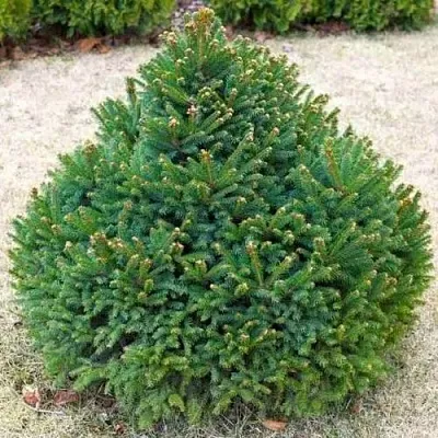 Ель БАРРИ обыкновенная  Ель БАРРИ обыкновенная в Реутове