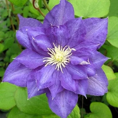 Клематис БЬЮТИ ОФ ВОЧЕСТЕР  Клематис БЬЮТИ ОФ ВОЧЕСТЕР в Реутове