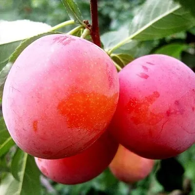 Слива КОМЕТА  Слива КОМЕТА в Реутове