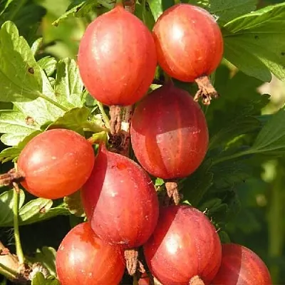 Крыжовник МАШЕКА  Крыжовник МАШЕКА в Реутове