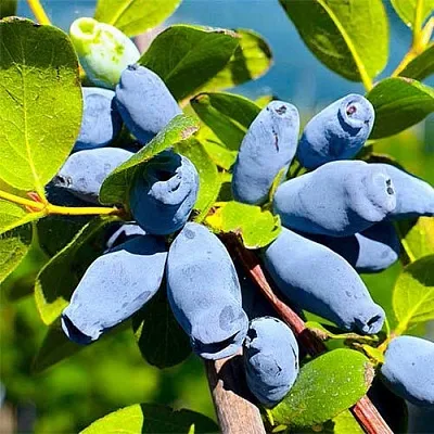 Жимолость съедобная АВРОРА в Реутове