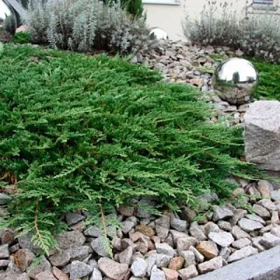 Можжевельник ПРИНЦ ОФ УЭЛЬС горизонтальный  Можжевельник ПРИНЦ ОФ УЭЛЬС горизонтальный в Реутове