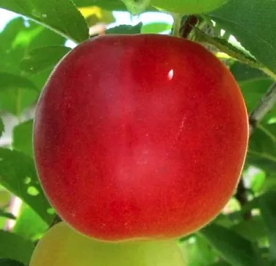 Плумкот БИРИКОККОЛО БОЛОГНЕС  Плумкот БИРИКОККОЛО БОЛОГНЕС в Реутове