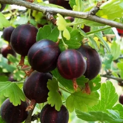 Крыжовник СЕВЕРНЫЙ КАПИТАН  Крыжовник СЕВЕРНЫЙ КАПИТАН в Реутове