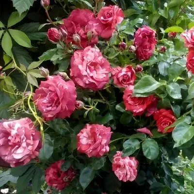 Саженцы роз БРАУНИ плетистая — описание сорта Саженцы роз БРАУНИ плетистая в Реутове