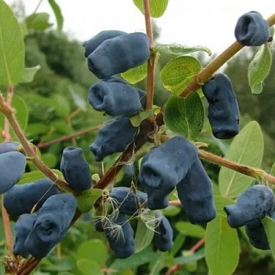 Жимолость съедобная ПУШКИНСКАЯ в Реутове