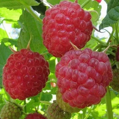 Малина НОВОСТЬ КУЗЬМИНА   Малина НОВОСТЬ КУЗЬМИНА  в Реутове