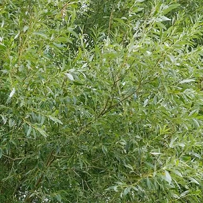 Ива ВИТЕЛЛИНА белая   Ива ВИТЕЛЛИНА белая  в Реутове