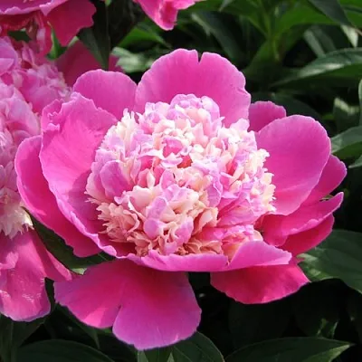 Пион КОРА СТАББС травянистый  Пион КОРА СТАББС травянистый в Реутове