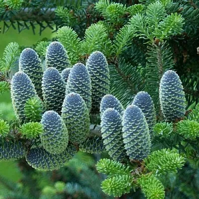 Пихта  Пихта в Реутове