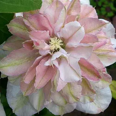 Клематис ИННОСЕНТ БЛАШ  Клематис ИННОСЕНТ БЛАШ в Реутове