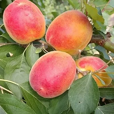 Абрикос ОСОБЕННЫЙ ДЕНИСЮКА в Реутове