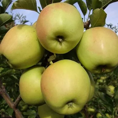 Яблоня СКИФСКОЕ ЗОЛОТО в Реутове