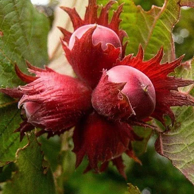 Фундук  Фундук в Реутове