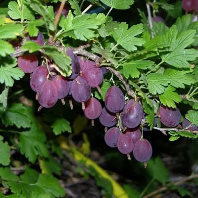 Крыжовник ГРУШЕНЬКА  Крыжовник ГРУШЕНЬКА в Реутове