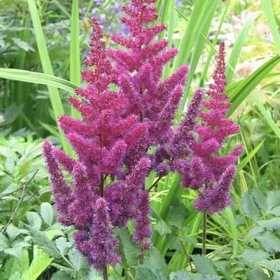 Астильба КАРАОКЕ ПАРТИ китайская в Реутове