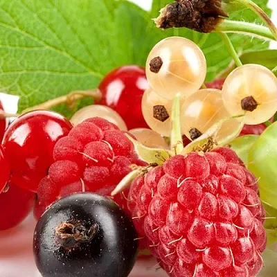 Плодовые кустарники в Реутове